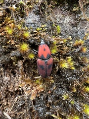 Metamasius yunquensis