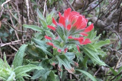 Castilleja affinis affinis