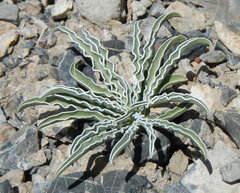 Frasera albomarginata