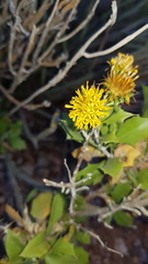 Berkheya canescens