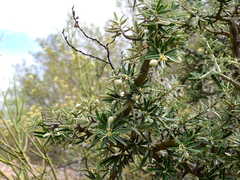 Atamisquea emarginata