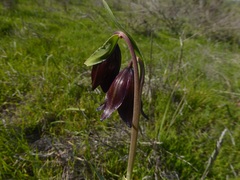 Fritillaria biflora