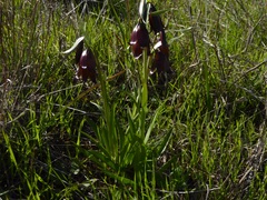 Fritillaria biflora