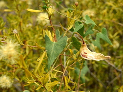 Philibertia gilliesii