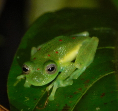 Nymphargus grandisonae