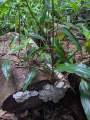 Favolus spatulatus