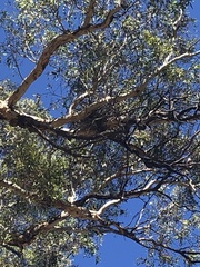 Egretta novaehollandiae