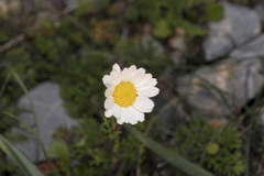 Anthemis