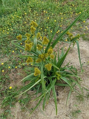 Cyperus scaber