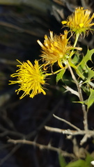 Berkheya canescens