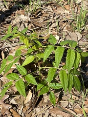 Sambucus gaudichaudiana