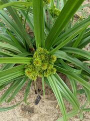 Cyperus scaber
