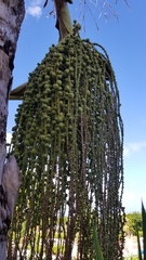 Roystonea regia
