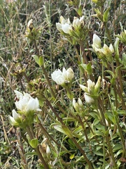 Gentianella corymbifera