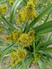 Cyperus scaber