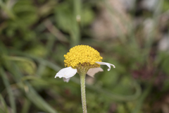 Anthemis