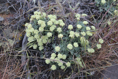 Eriogonum thymoides