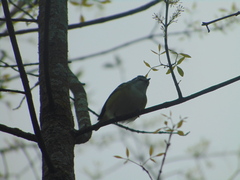 Vireo solitarius