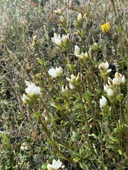 Gentianella corymbifera