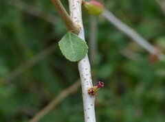 Commiphora wightii