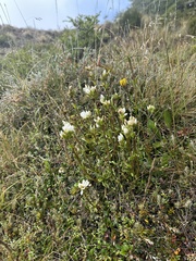 Gentianella corymbifera