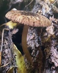 Pluteus readiarum