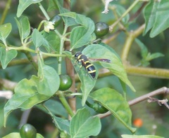 Pachodynerus tibialis