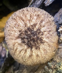 Pluteus readiarum