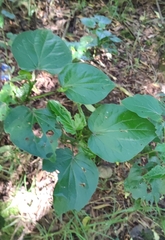 Piper umbellatum