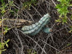 Cereus aethiops