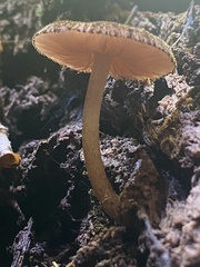 Pluteus readiarum