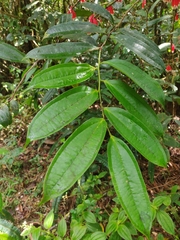 Psammisia ramiflora
