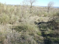 Macrochloa tenacissima