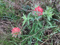 Castilleja affinis affinis