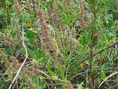 Leonurus glaucescens