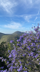 Ceanothus tomentosus