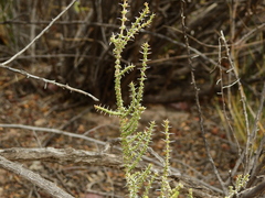 Junellia seriphioides