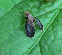 Eutreta noveboracensis