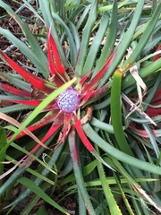 Bromelia karatas
