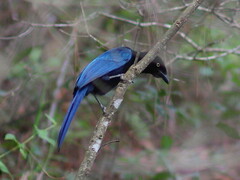 Cyanocorax melanocyaneus