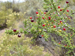 Condalia microphylla