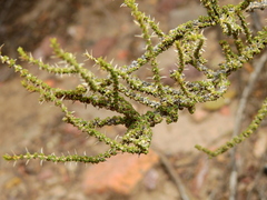 Junellia seriphioides