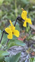 Viola pedunculata