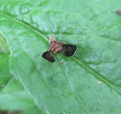Eutreta noveboracensis