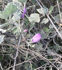 Malacothamnus fasciculatus nuttallii