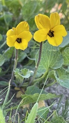 Viola pedunculata