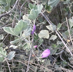 Malacothamnus fasciculatus nuttallii