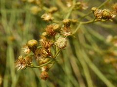 Baccharis retamoides