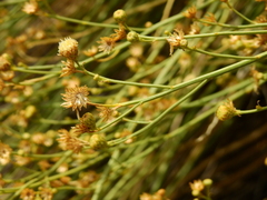Baccharis retamoides