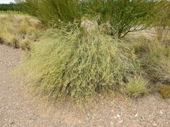 Baccharis retamoides